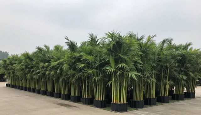 优质苗木选型关注点及使用建议